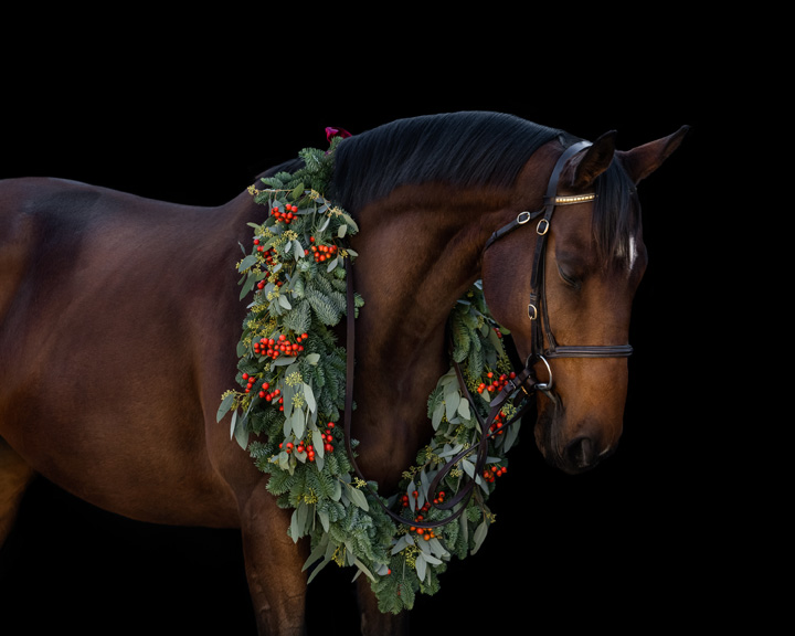 Racehorse-sanctuary-Christmas-Appeal-2023