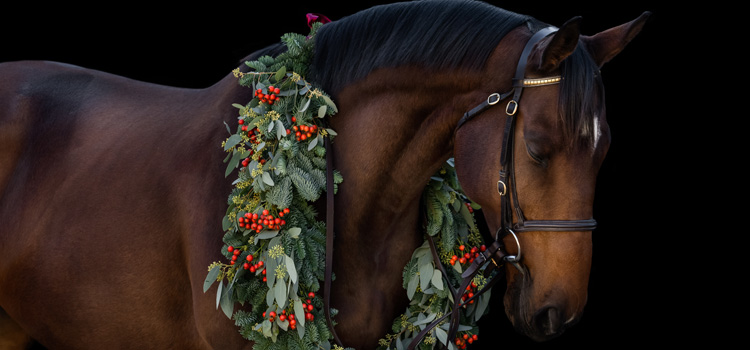 Racehorse-Sanctuary-Christmas-appeal