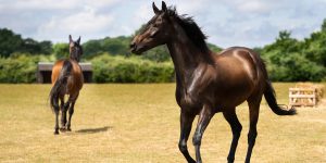 Our-horses